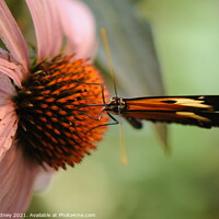 Buy canvas prints of Longwing on coneflower close-up by Beth Rodney