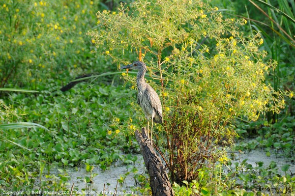 Perching juvenile heron Picture Board by Beth Rodney
