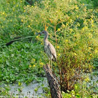 Buy canvas prints of Perching juvenile heron by Beth Rodney
