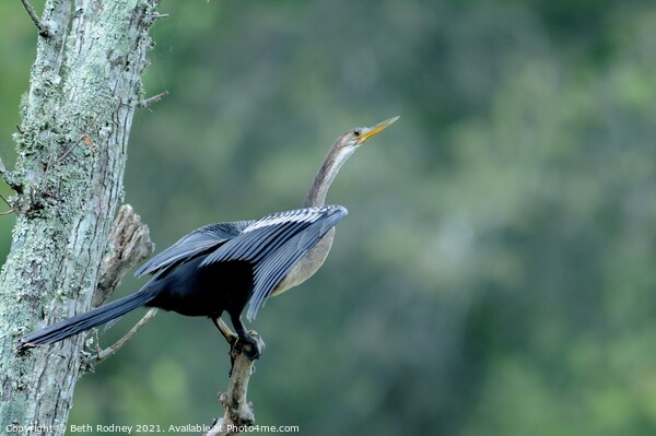 Anhinga bird Picture Board by Beth Rodney