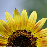 Buy canvas prints of Half sunflower close-up by Beth Rodney