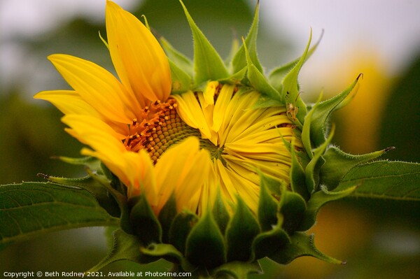 Peeking Sunflower close-up Picture Board by Beth Rodney