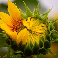 Buy canvas prints of Peeking Sunflower close-up by Beth Rodney