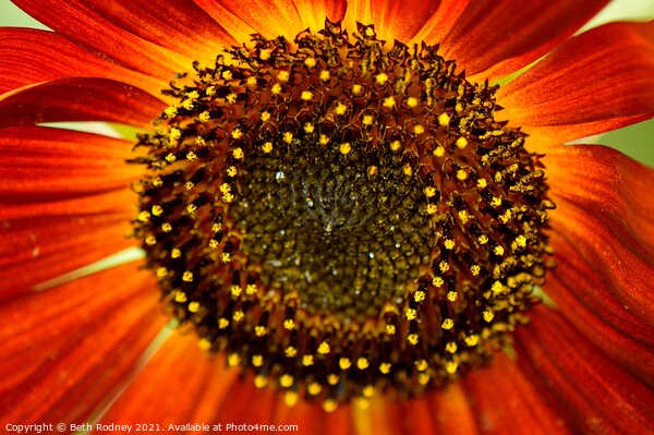 Sunflower stamen close-up Picture Board by Beth Rodney