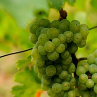 Buy canvas prints of White wine grapes by Beth Rodney