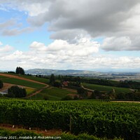 Buy canvas prints of Oregon vineyard 3 by Beth Rodney