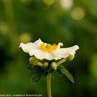 Buy canvas prints of Japanese anenome flower by Beth Rodney