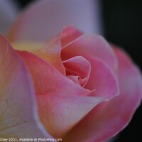 Buy canvas prints of Pink rose petals close-up by Beth Rodney