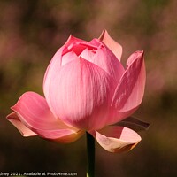 Buy canvas prints of Pink Lotus Close-up by Beth Rodney