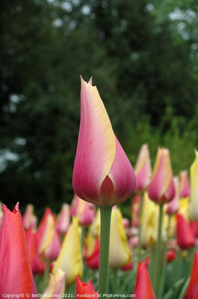 New tulip Close-up Picture Board by Beth Rodney