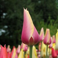 Buy canvas prints of New tulip Close-up by Beth Rodney