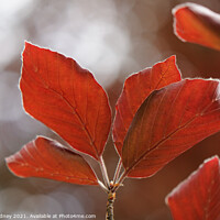 Buy canvas prints of Red leaves by Beth Rodney