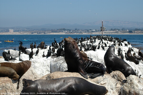 California Sea Lion Rookery Picture Board by Beth Rodney