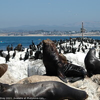 Buy canvas prints of California Sea Lion Rookery by Beth Rodney