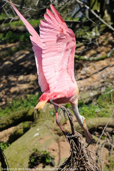 Roseate Spoonbill Precarious Perch Picture Board by Beth Rodney