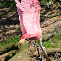 Buy canvas prints of Roseate Spoonbill Precarious Perch by Beth Rodney