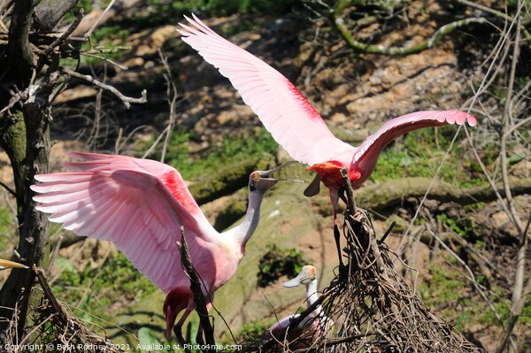 Roseate Spoonbill Tussle Picture Board by Beth Rodney
