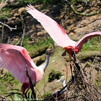 Buy canvas prints of Roseate Spoonbill Tussle by Beth Rodney
