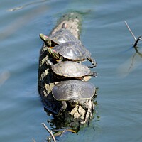 Buy canvas prints of Turtles in a row by Beth Rodney