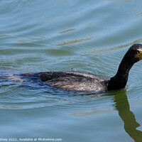 Buy canvas prints of Neotropic Cormorant swimming by Beth Rodney