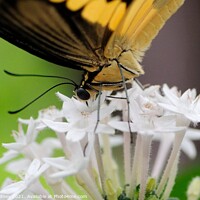 Buy canvas prints of Swallowtail close-up by Beth Rodney