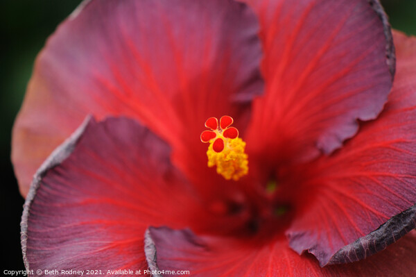 Hibiscus Stamen Close-up Picture Board by Beth Rodney