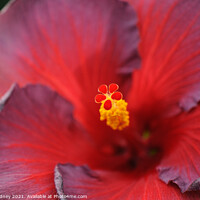 Buy canvas prints of Hibiscus Stamen Close-up by Beth Rodney
