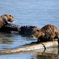 Buy canvas prints of Nutria climbs on American Alligator by Beth Rodney