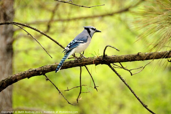 Blue Jay Picture Board by Beth Rodney