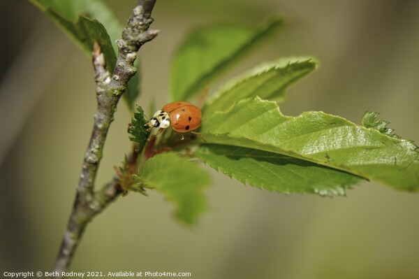 Ladybug Picture Board by Beth Rodney