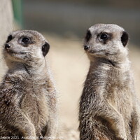 Buy canvas prints of Meerkats by The Travel Trap