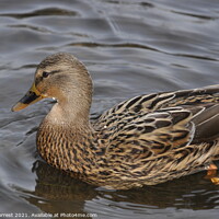 Buy canvas prints of Female Duck by David Forrest