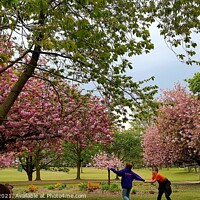 Buy canvas prints of Cherry Blossom Tree fun with kids at High Hazels Park in Sheffield by David Forrest