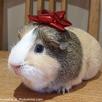Buy canvas prints of Christmas Guinea Pig by David Forrest