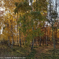 Buy canvas prints of Trees at Poolsbrook Park by David Forrest