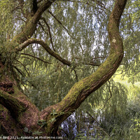 Buy canvas prints of The Weeping Willow by Jonathan Bird