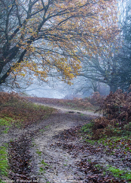 Path through Late Autumn Forest Picture Board by Jonathan Bird
