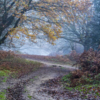 Buy canvas prints of Path through Late Autumn Forest by Jonathan Bird