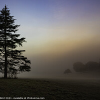 Buy canvas prints of Weald Country Park, Lone Pine by Jonathan Bird