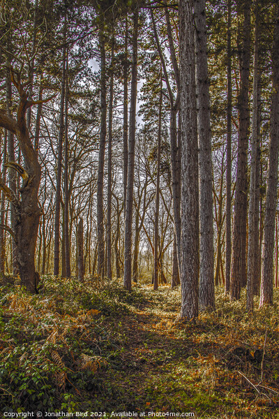 Autumn Pines, Thorndon Country Park Picture Board by Jonathan Bird