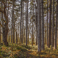 Buy canvas prints of Autumn Pines, Thorndon Country Park by Jonathan Bird