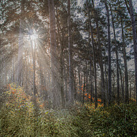 Buy canvas prints of Winter Sun through Pines by Jonathan Bird