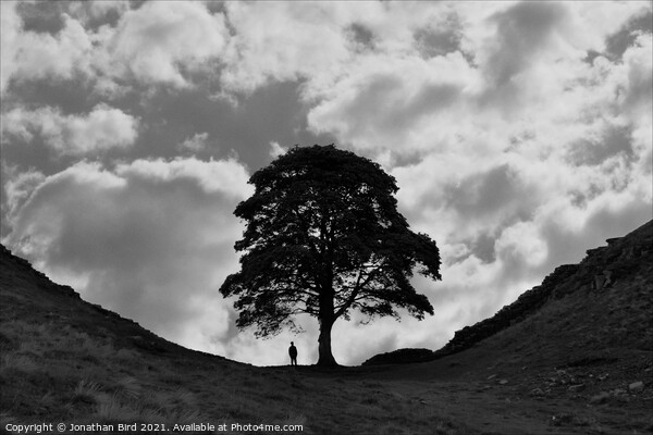 Sycamore Gap, Alone with a Tree Picture Board by Jonathan Bird