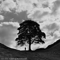 Buy canvas prints of Sycamore Gap, Alone with a Tree by Jonathan Bird