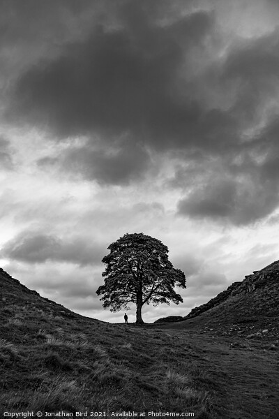 Sycamore Gap, In the Scale of Things Picture Board by Jonathan Bird