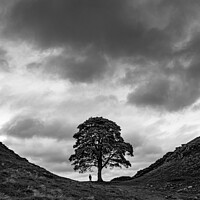 Buy canvas prints of Sycamore Gap, In the Scale of Things by Jonathan Bird