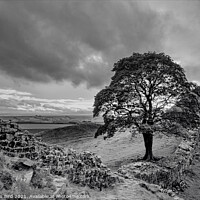 Buy canvas prints of Sycamore Gap, View to the North by Jonathan Bird