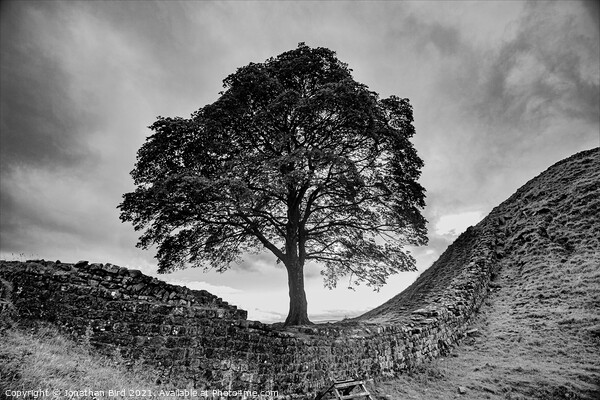 Sycamore Gap, Spanning the Divide Picture Board by Jonathan Bird