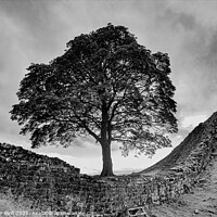 Buy canvas prints of Sycamore Gap, Spanning the Divide by Jonathan Bird