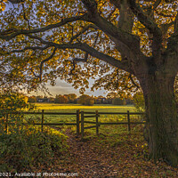 Buy canvas prints of Golden Oak, Hutton Country Park by Jonathan Bird